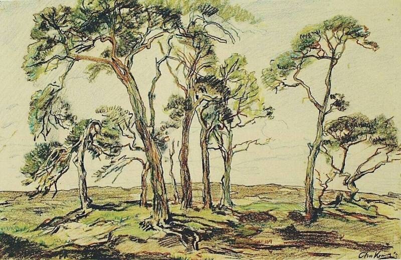 Group of Pine Trees on the Moor