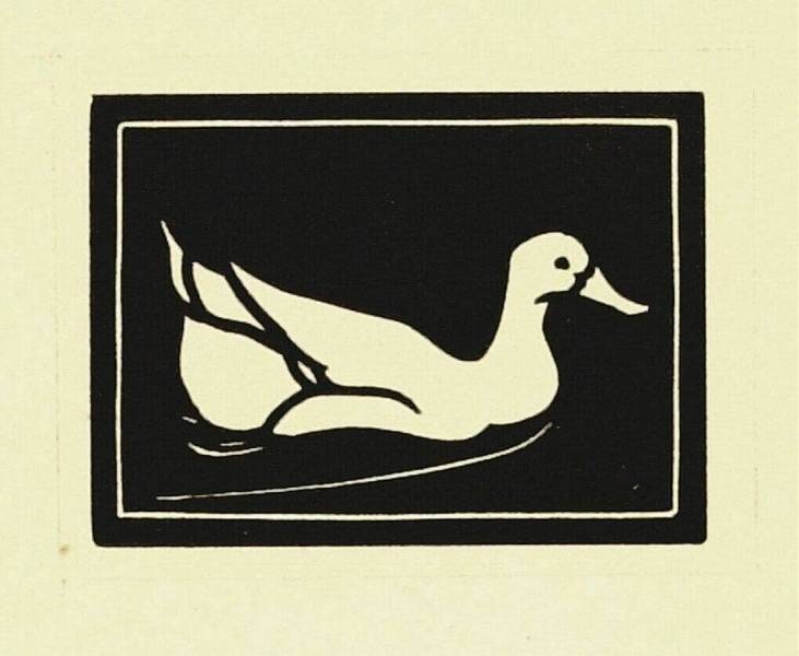 Duck Swimming