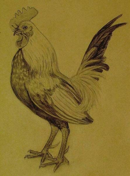 Cock