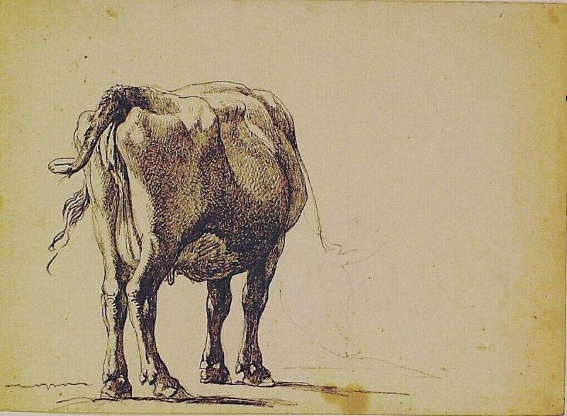 A Standing Cow