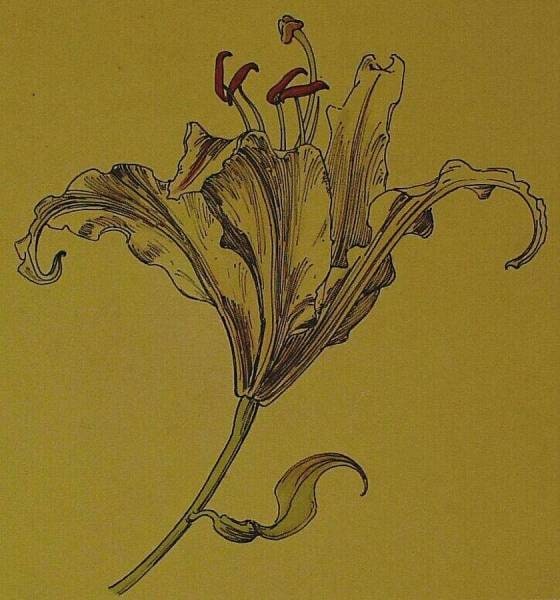 Tiger Lily