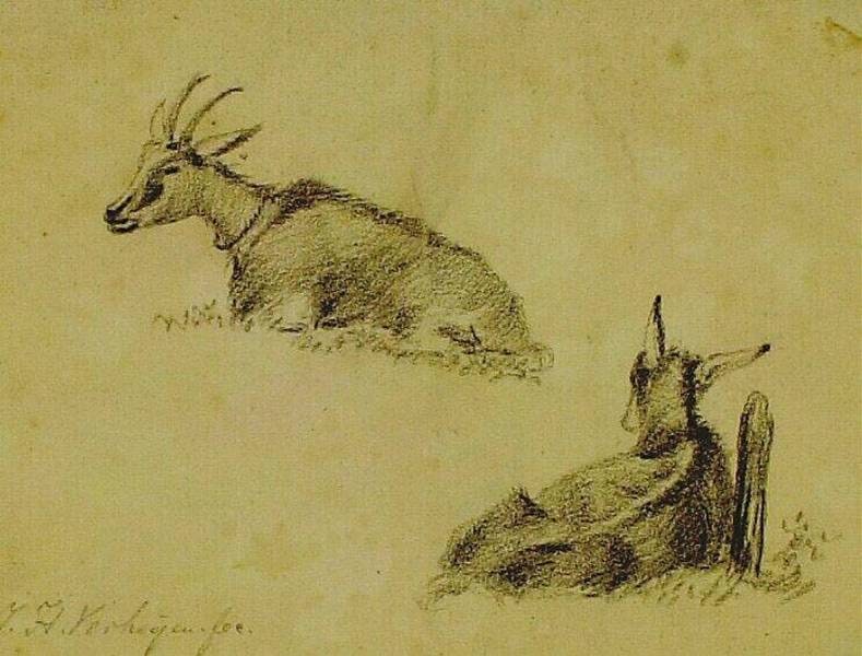 A Goat and a Buck
