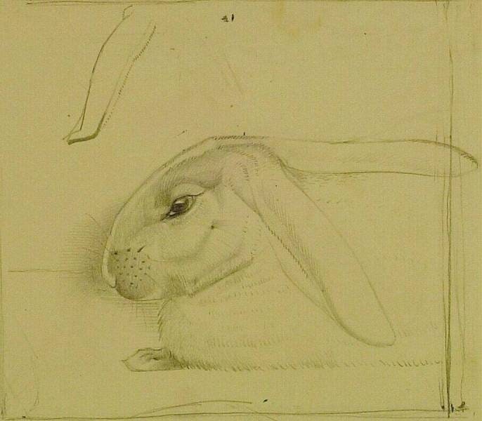 Hare