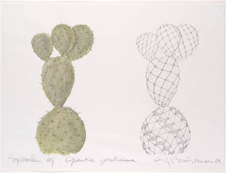Spirals in Opuntia Gosseliniana