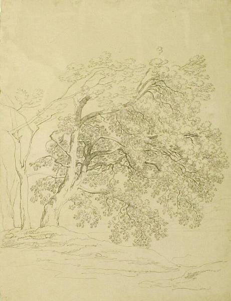 A Group of Trees