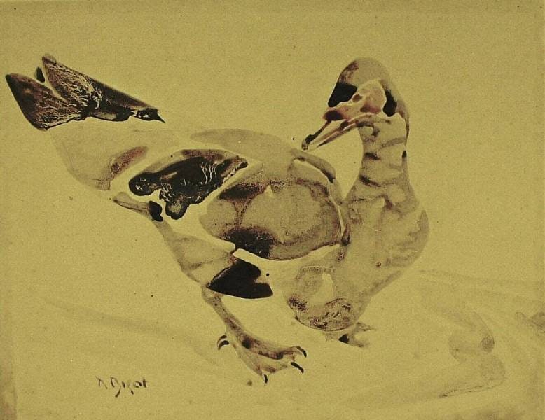 Muscovy Duck