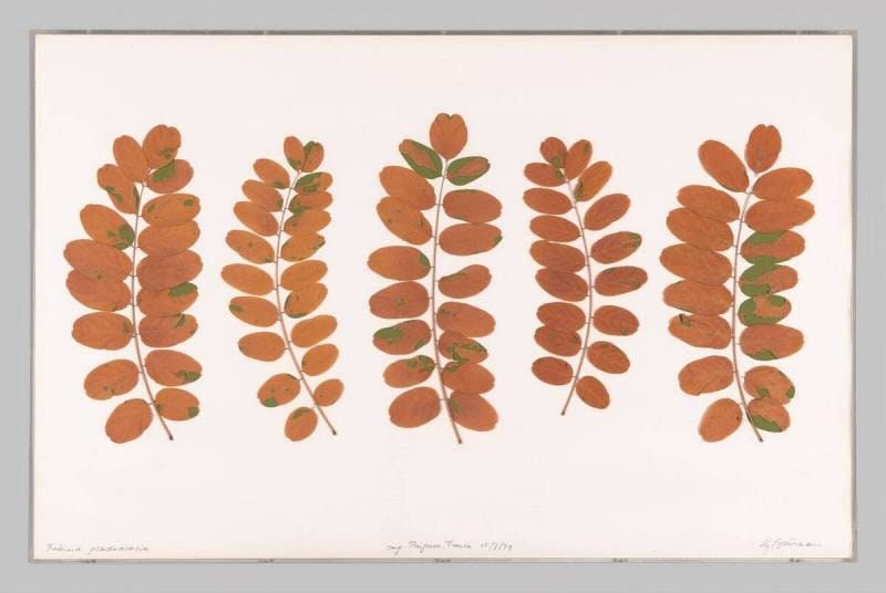 Leaf Reconstruction of Robinia Pseudoacacia