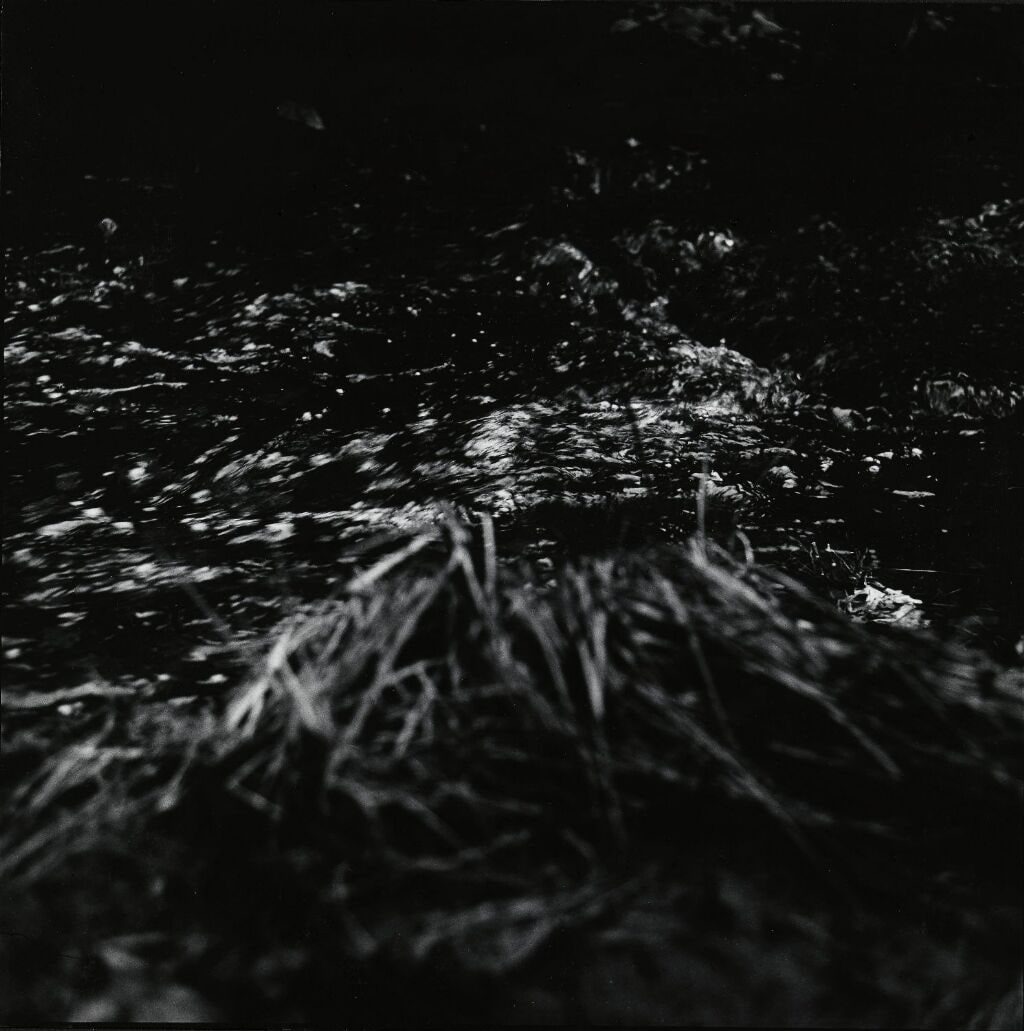 Woodland and Water 1