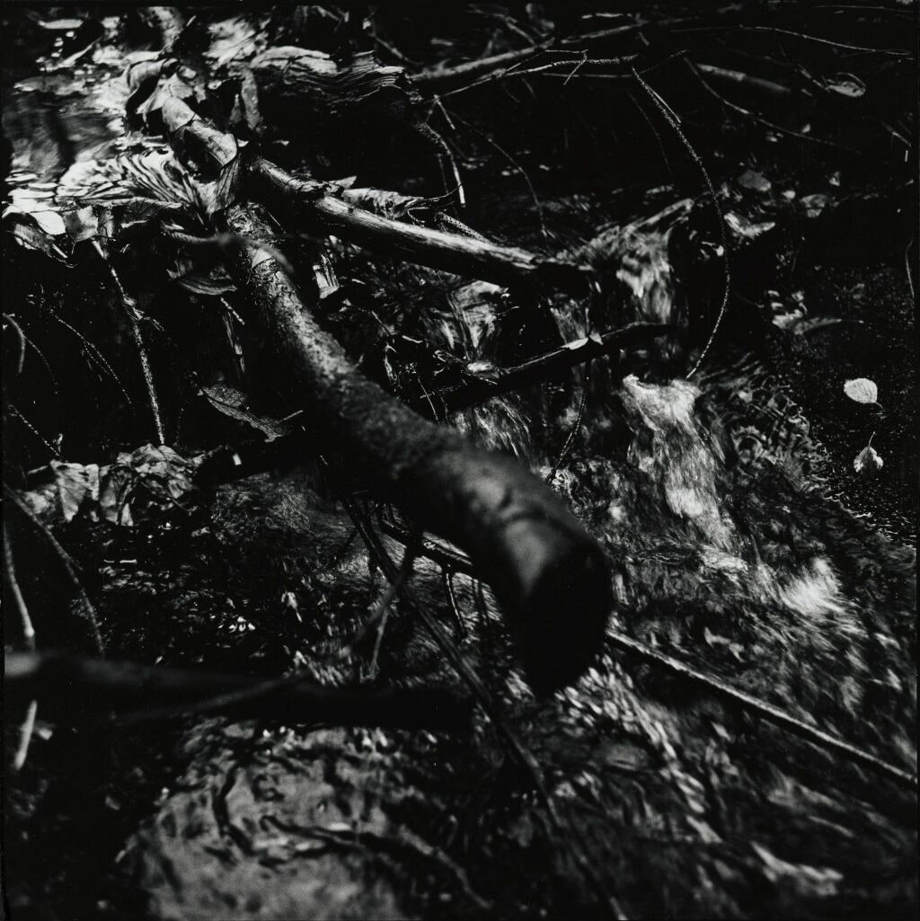 Woodland and Water 5