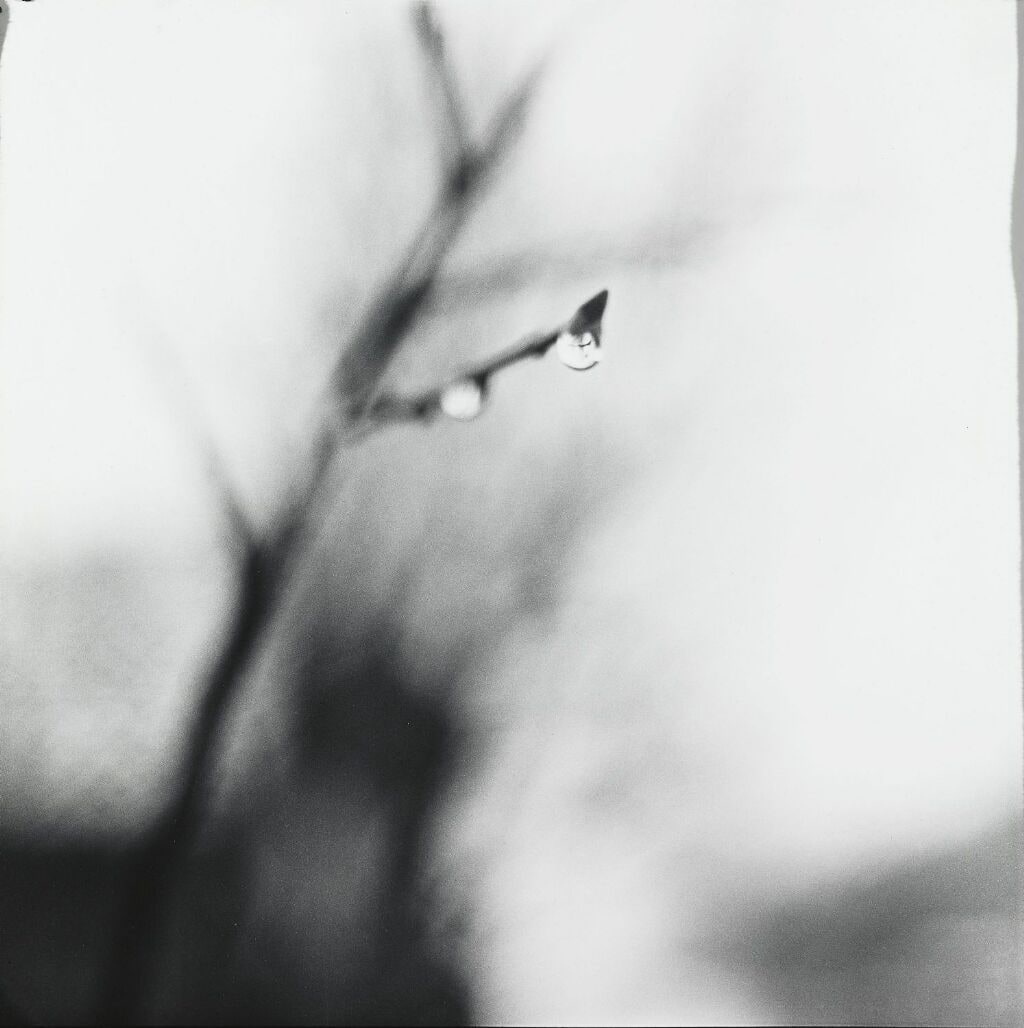 Woodland and Water 2