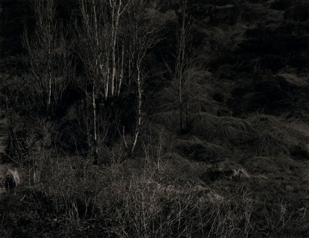 Bjørkeskog II, Meløy, 1978