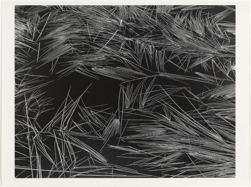 Weeds, Justøya, 1980