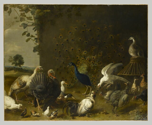 Paon et oiseaux de basse-cour