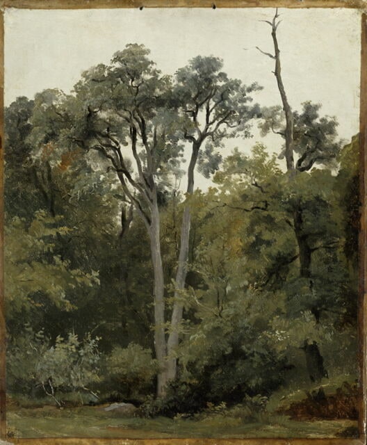 Au Bas-Bréau, à Chailly