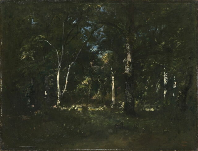 Sous-bois