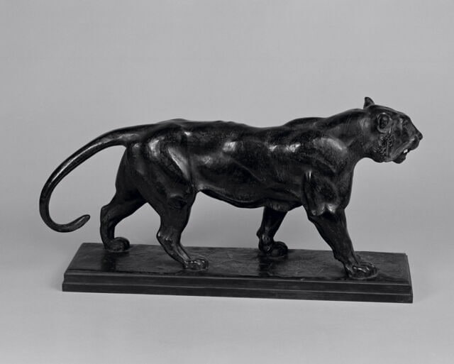 Tigre qui marche