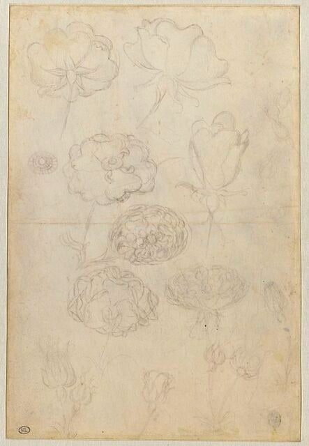 Dix-huit études de roses en fleur ou en bouton