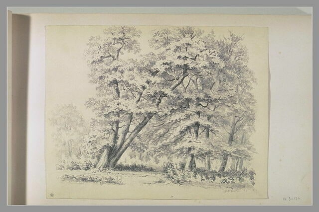 Orée de forêt