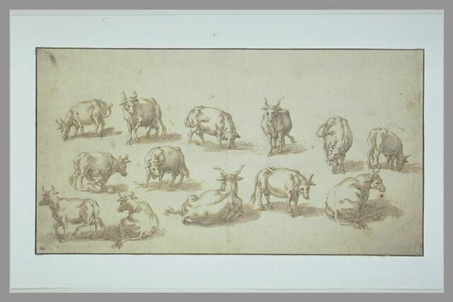 Treize études de vaches