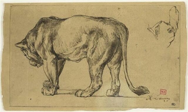 Etude de lionne, se dirigeant vers la gauche
