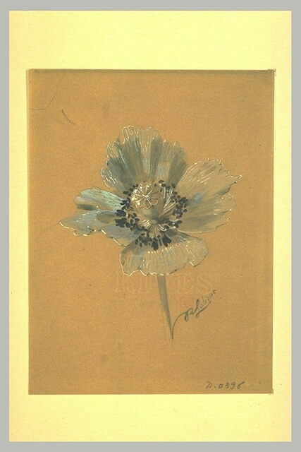 Pavots