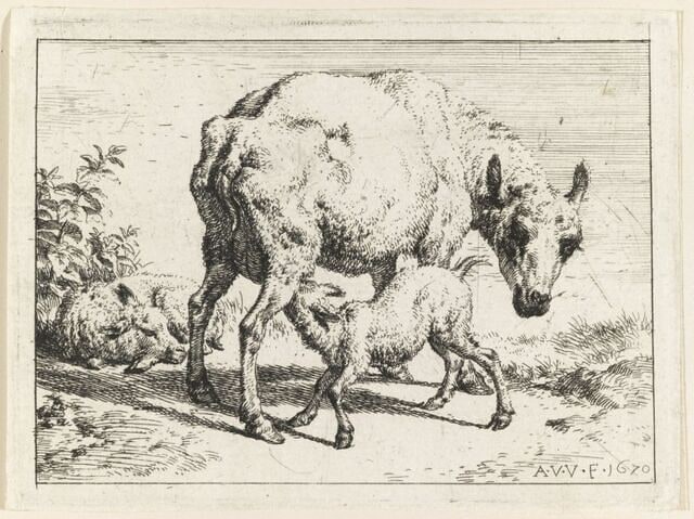 La brebis