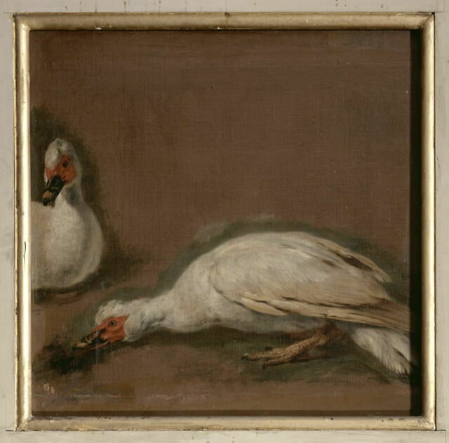 Deux canards de Barbarie blancs