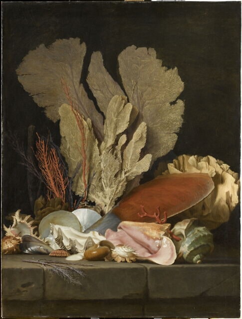 Panaches de mer, lithophytes et coquilles.