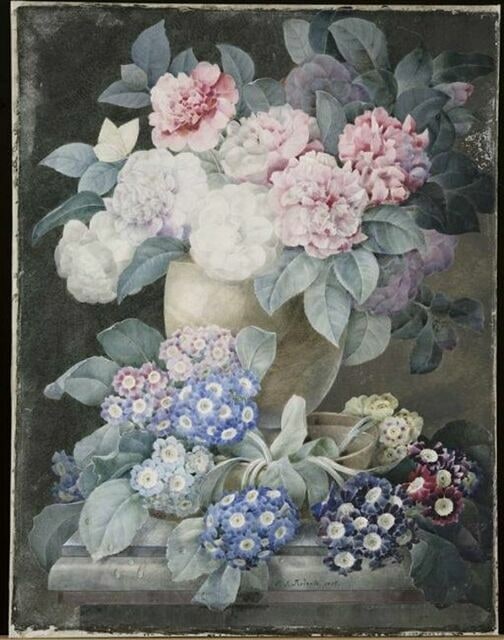 Fleurs : oreilles d'ours et camélias