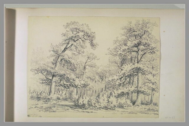 Lisière de forêt :'Bas Bréau. 23.8 1830'