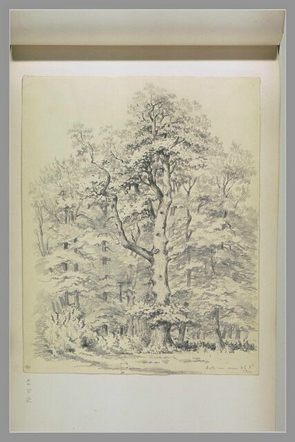 Orée de forêt