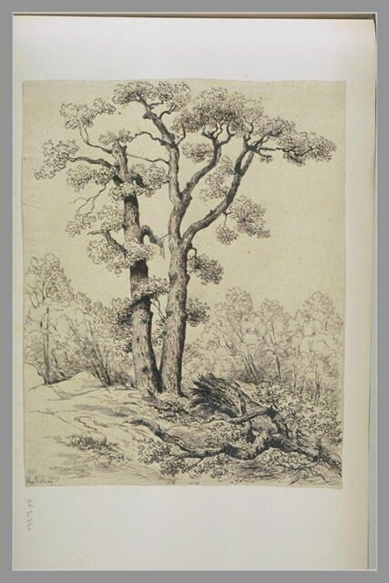 Arbres