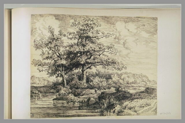 Arbres auprès d'un cours d'eau