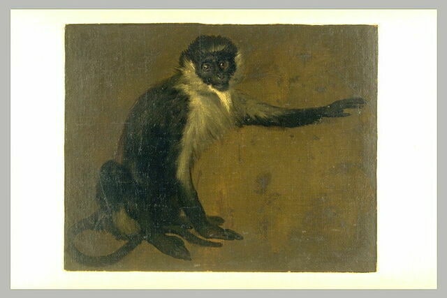 Singe assis, tourné vers la droite