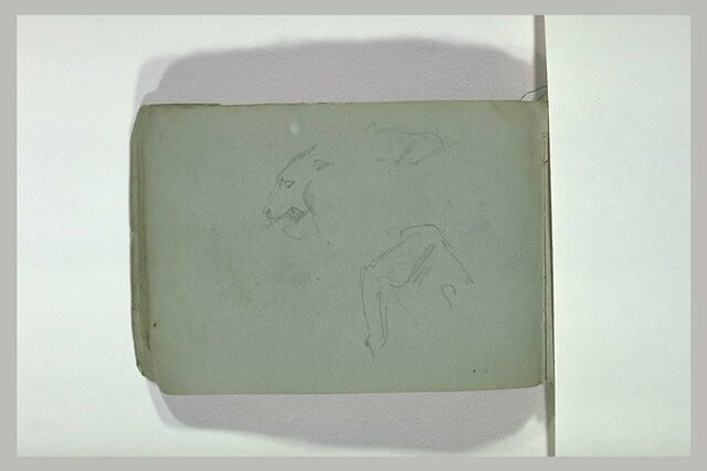 Croquis de fauves