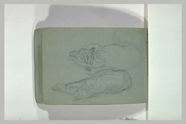 Croquis de fauves