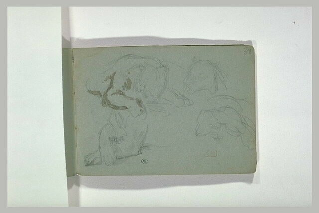 Croquis de fauves