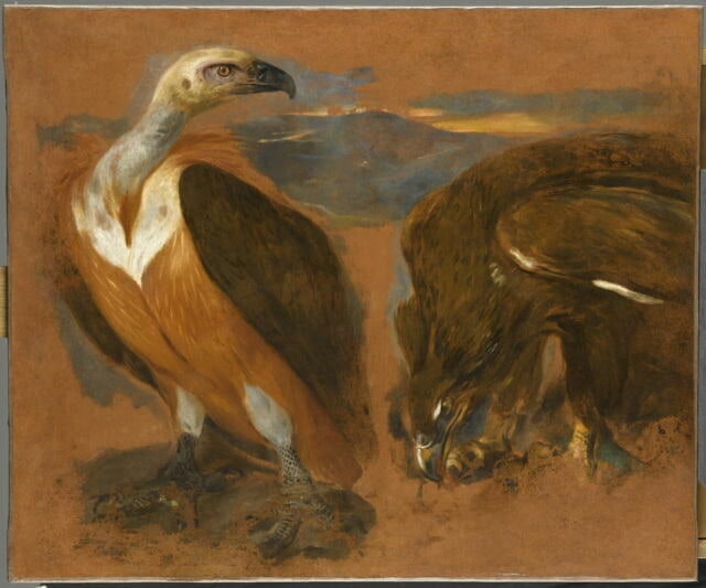 Un vautour et un aigle
