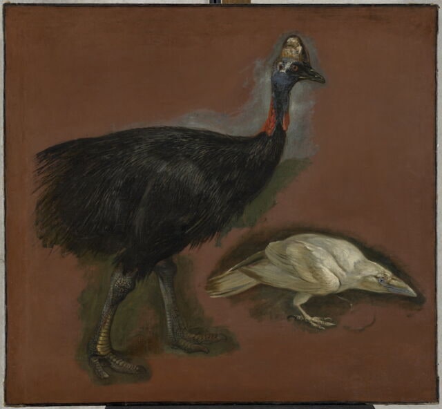 Études d'un casoar et d'un corbeau blanc