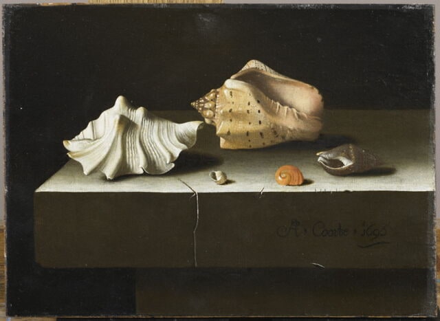 Cinq coquillages sur une tablette de pierre, 1696
