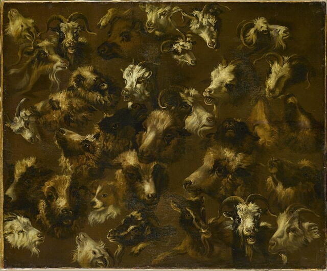Têtes de moutons, brebis, béliers, chiens et chèvres