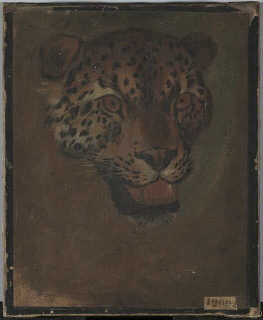 Étude d'une tête de panthère vue de face