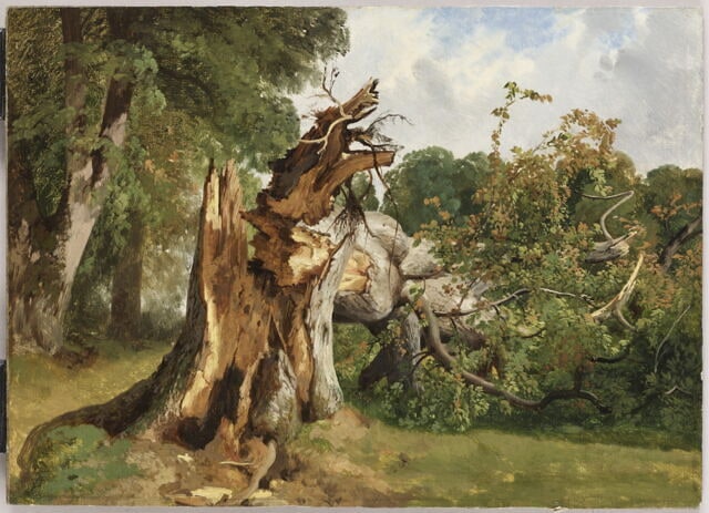Arbre brisé au Kerket, près de Meyringen (Oberland bernoisd)