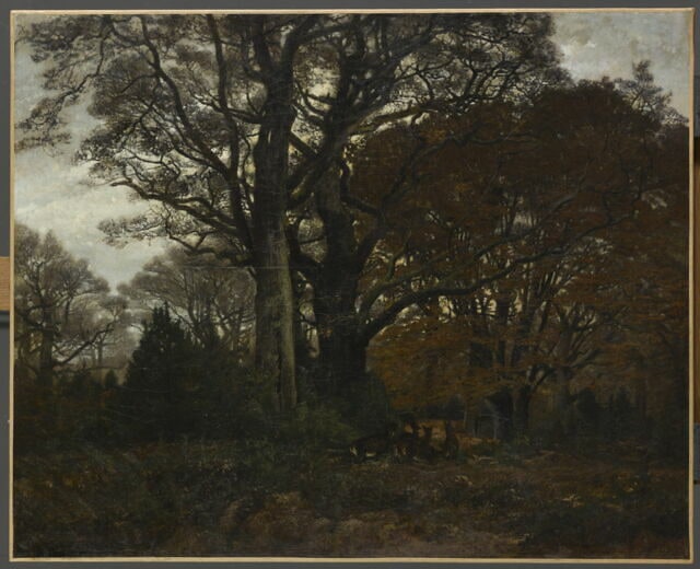 Intérieur de forêt