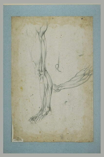 Etude de musculature d'une jambe et d'un bras; détail d'une articulation