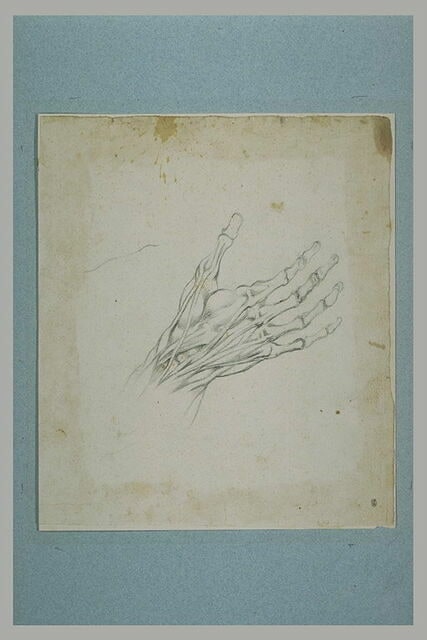 Etude anatomique d'une main, squelette et muscles