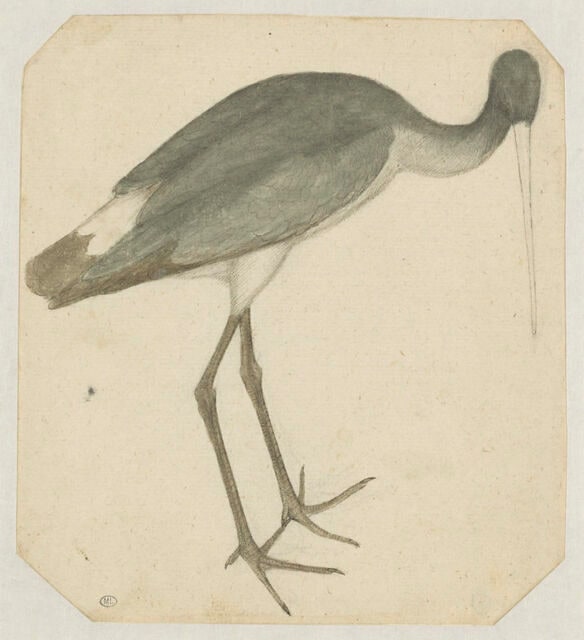 Une cigogne noire debout, de profil vers la droite
