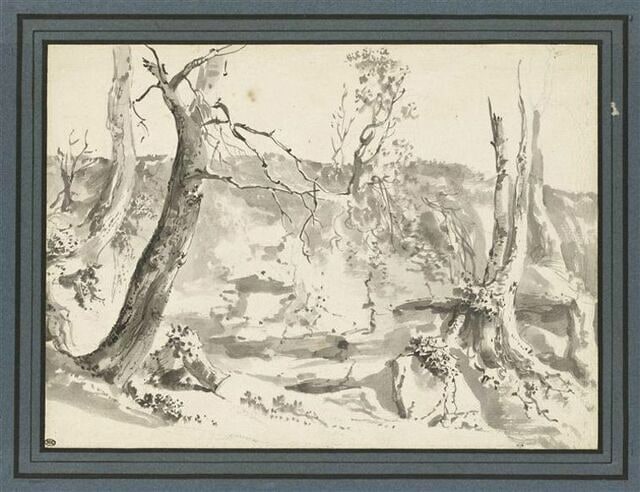 Etude de troncs d'arbres
