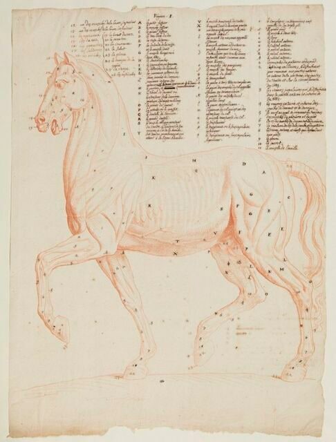 Cheval debout, écorché, tourné à gauche
