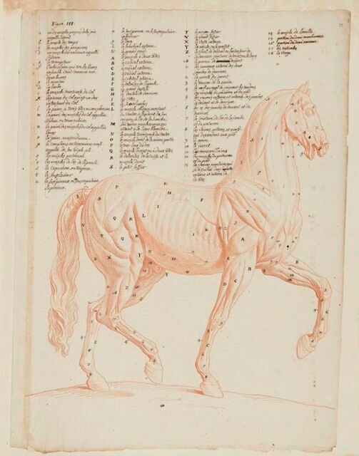 Cheval debout, écorché tourné à droite